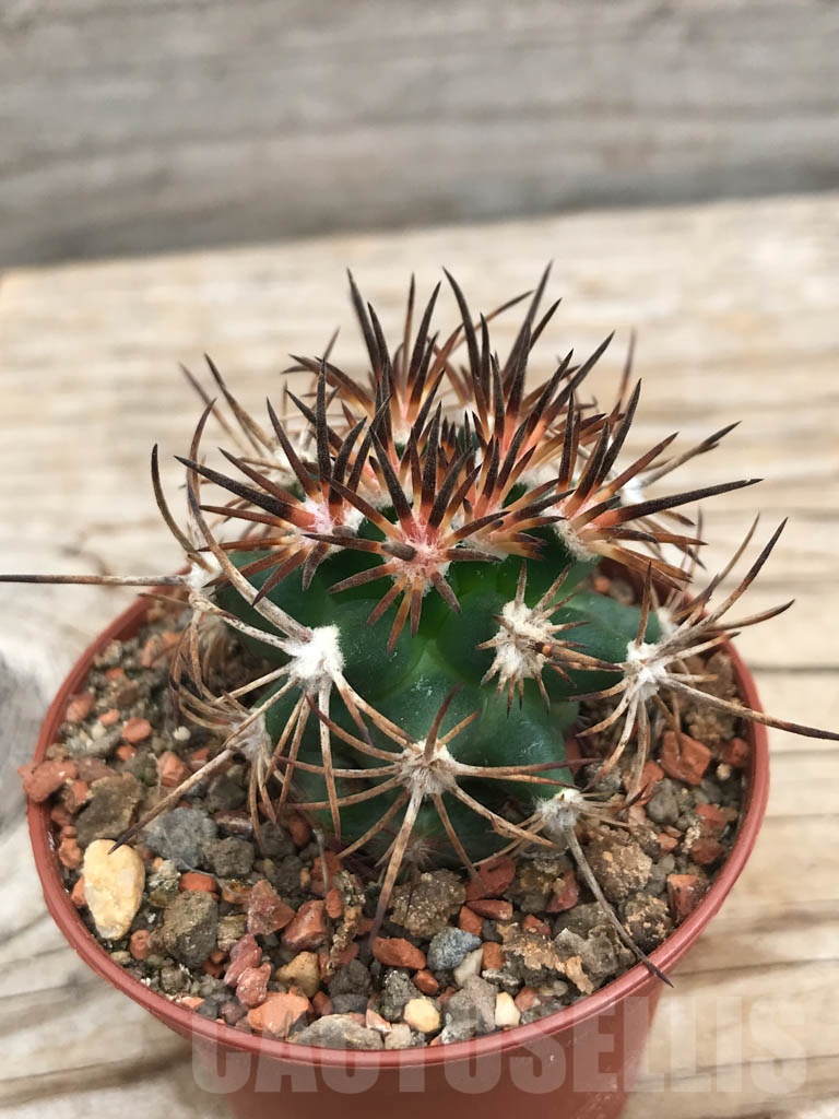 SHPR9876 Pediocactus sileri RP 118, cl 05