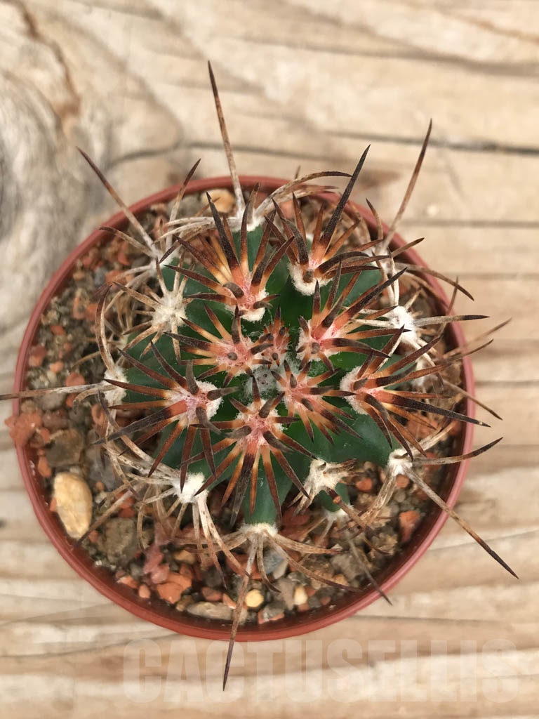SHPR9876 Pediocactus sileri RP 118, cl 05 - Image 2