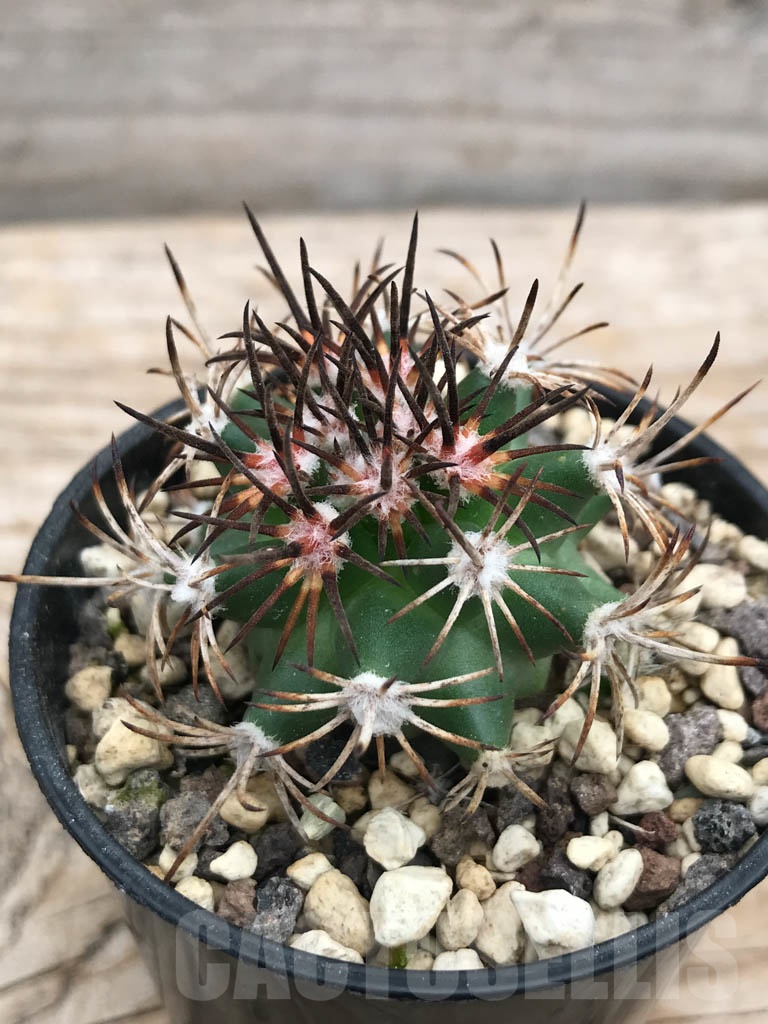 SHPR9877 Pediocactus sileri RP 118, cl 120