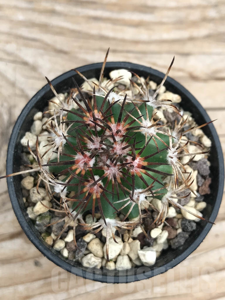 SHPR9877 Pediocactus sileri RP 118, cl 120 - Image 2