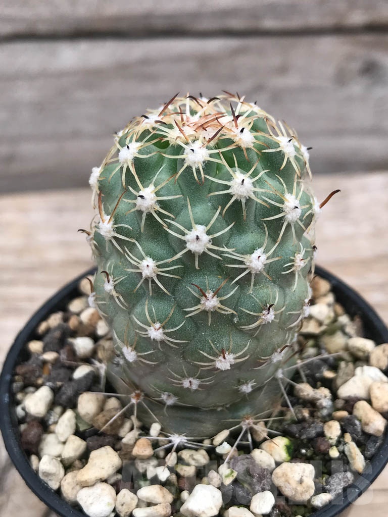 SHPR9880 Sclerocactus wetlandicus ssp. ilseae SB 1743, cl 01