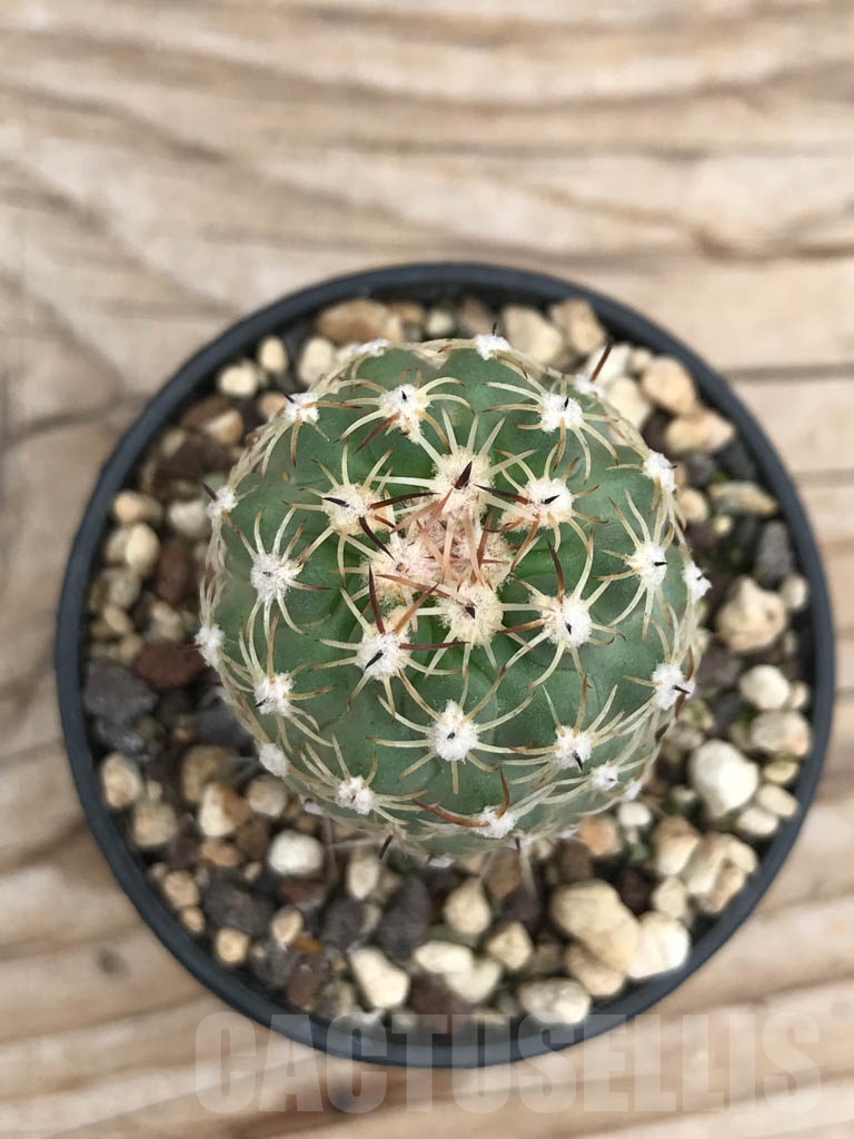 SHPR9880 Sclerocactus wetlandicus ssp. ilseae SB 1743, cl 01 - Image 2