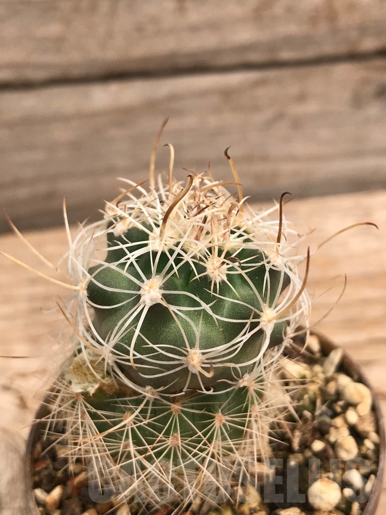 SHPR9881 Sclerocactus wrightiae SB 1585, cl 13 - Image 2