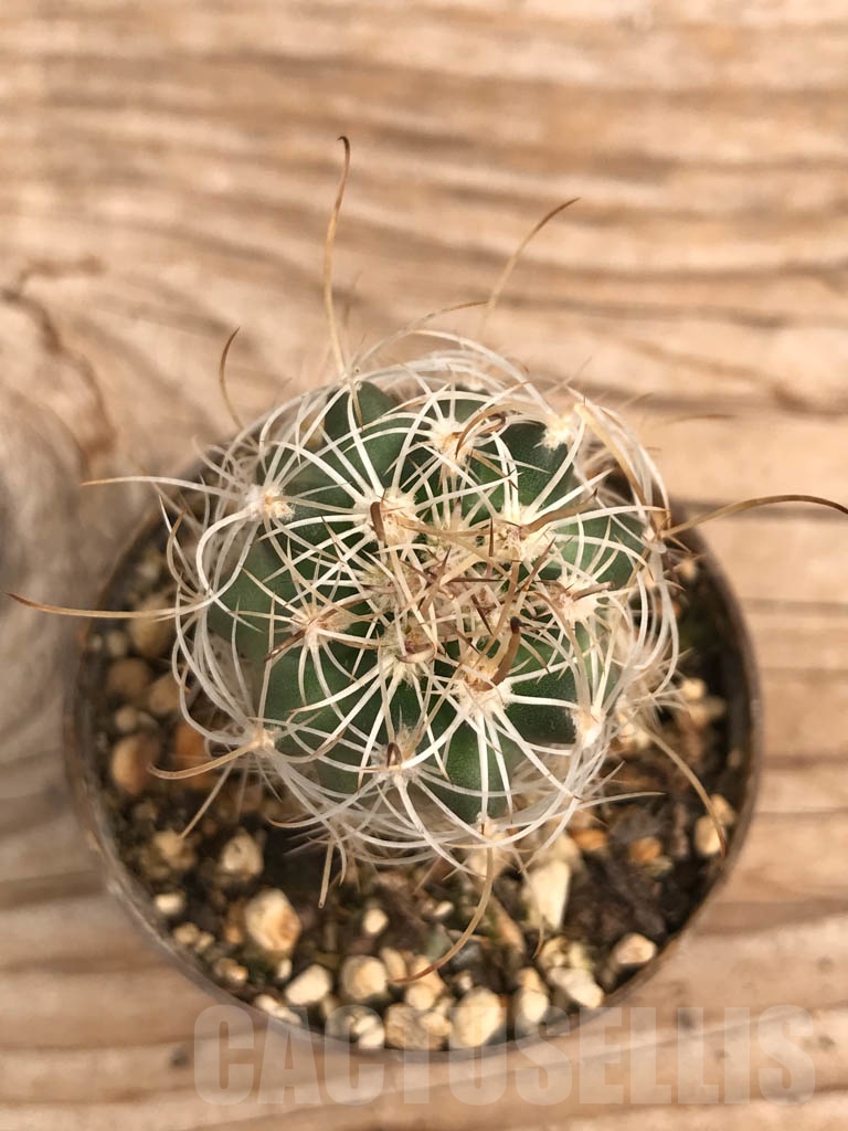 SHPR9881 Sclerocactus wrightiae SB 1585, cl 13 - Image 3