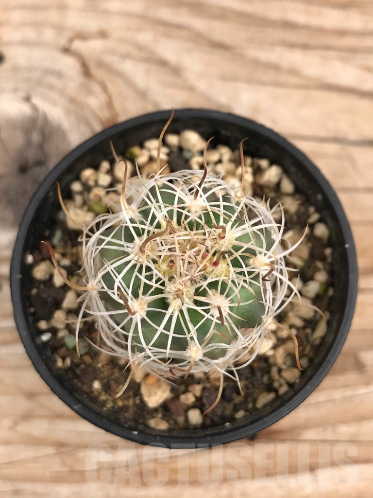 SHPR9881 Sclerocactus wrightiae SB 1585, cl 13 - Image 4