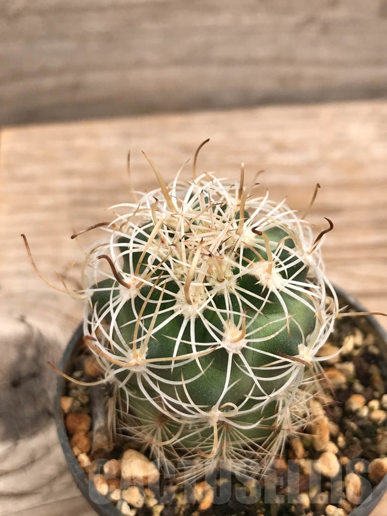 SHPR9881 Sclerocactus wrightiae SB 1585, cl 13
