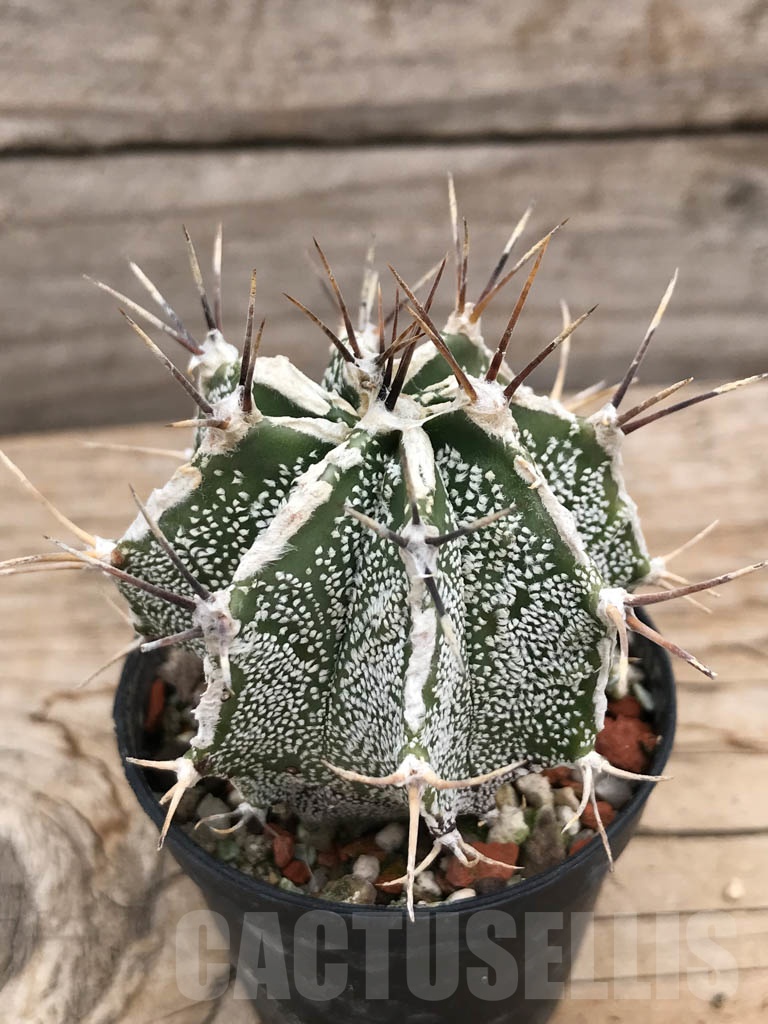 SHPR9883 Astrophytum ornatum hybrid - Obrázek 2