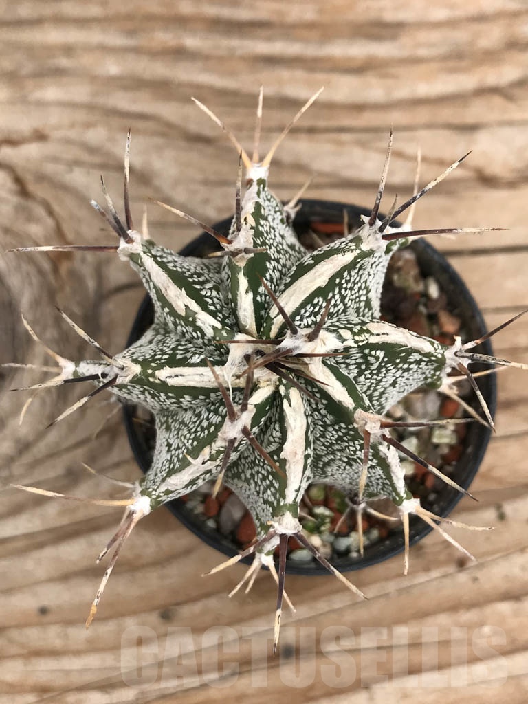SHPR9883 Astrophytum ornatum hybrid
