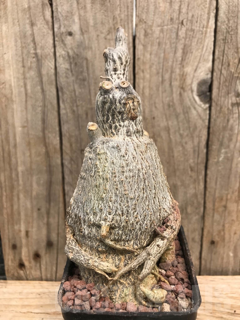 SHPR9888 Fockea multiflora ES 20248