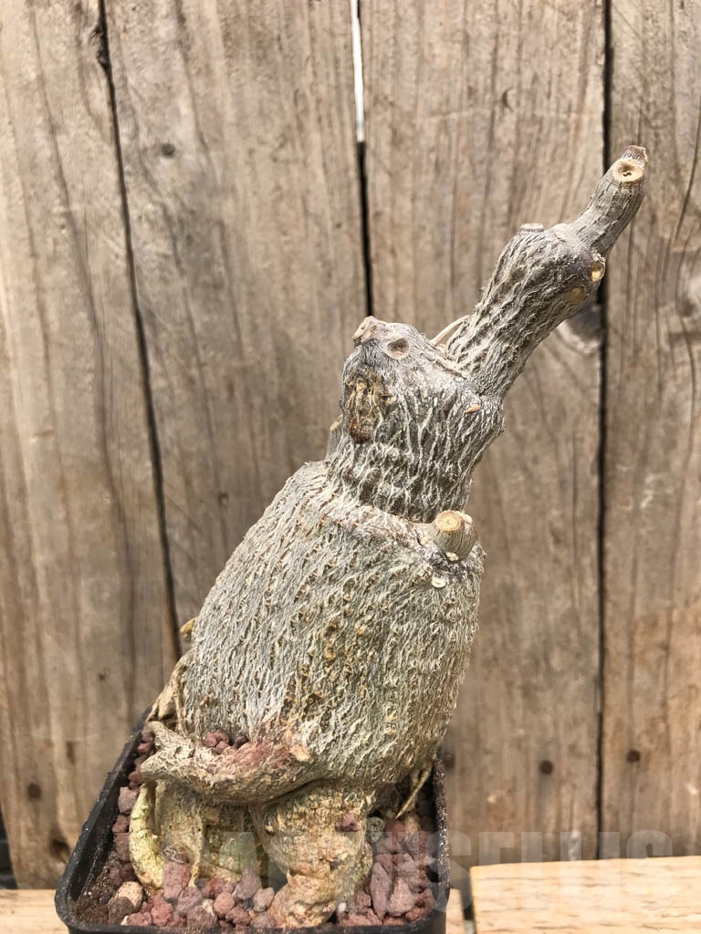 SHPR9888 Fockea multiflora ES 20248 – Image 2