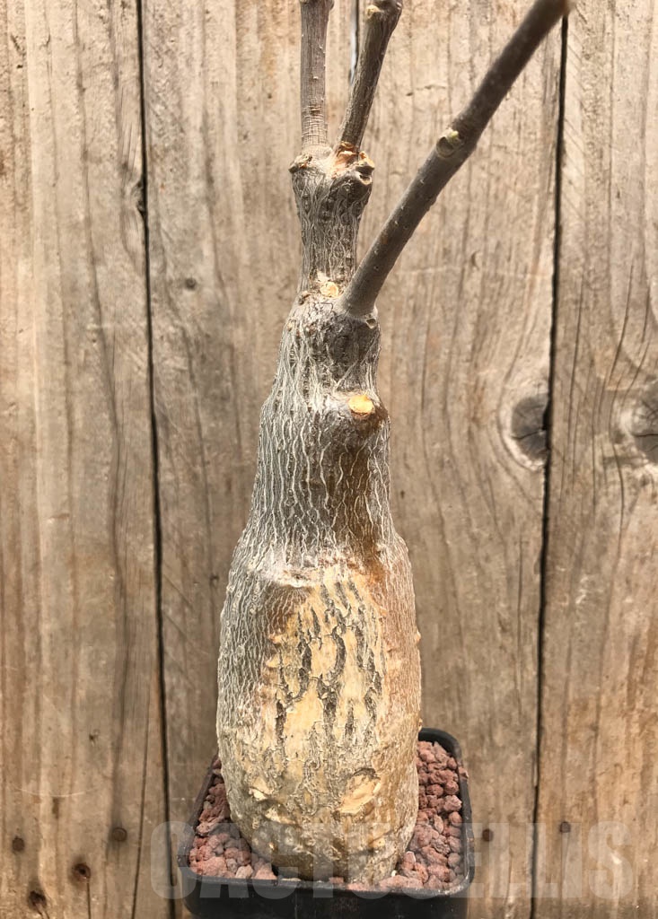 SHPR9889 Fockea multiflora ES 20248 - Image 2