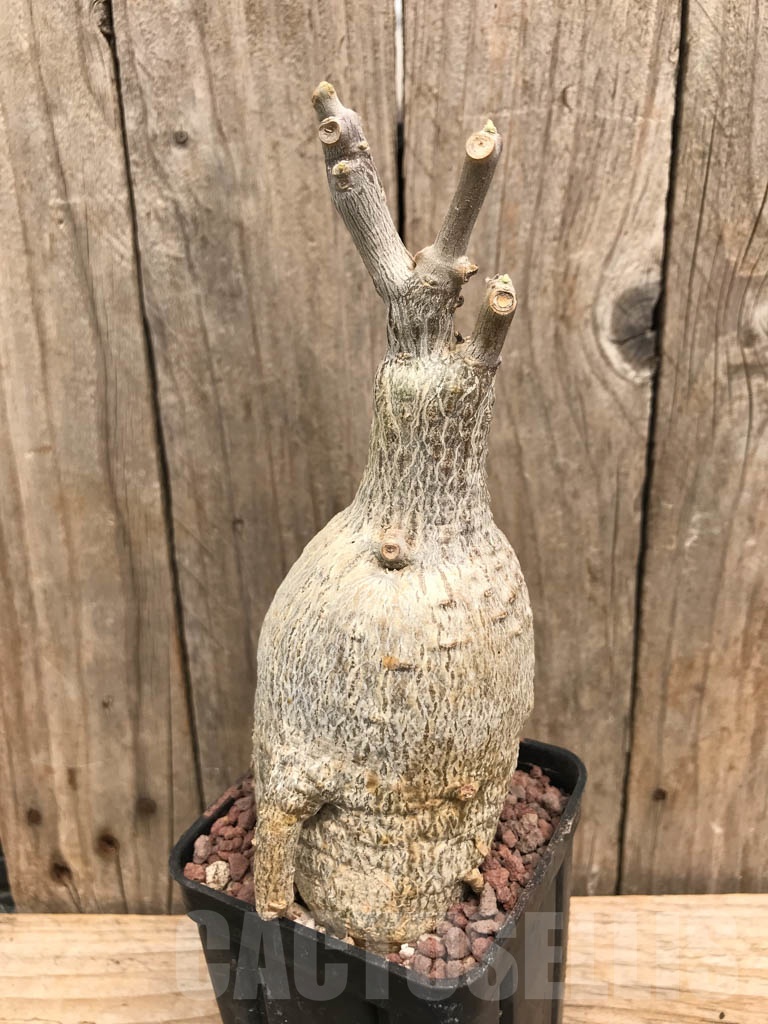 SHPR9890 Fockea multiflora ES 20248 - 画像 (2)