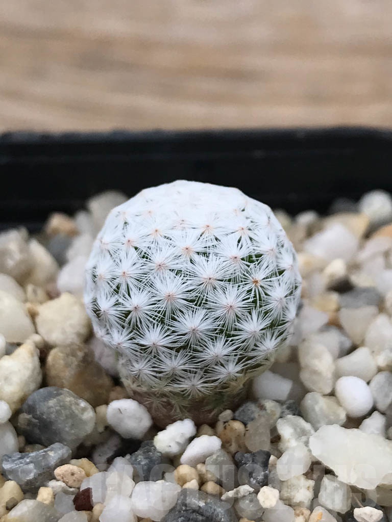 SHPR9893 Mammillaria herrerae