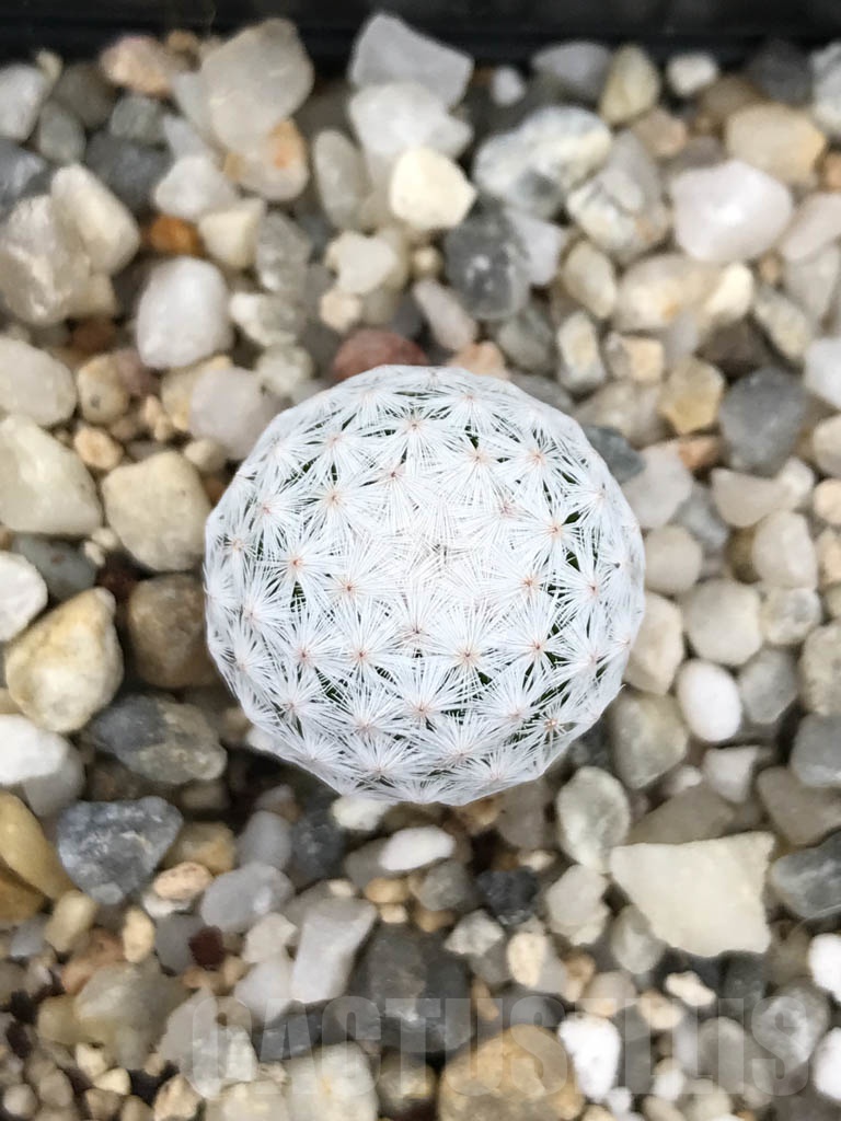 SHPR9893 Mammillaria herrerae - Image 2