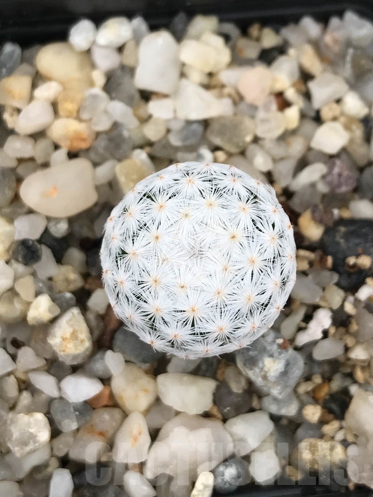 SHPR9893 Mammillaria herrerae - Image 4