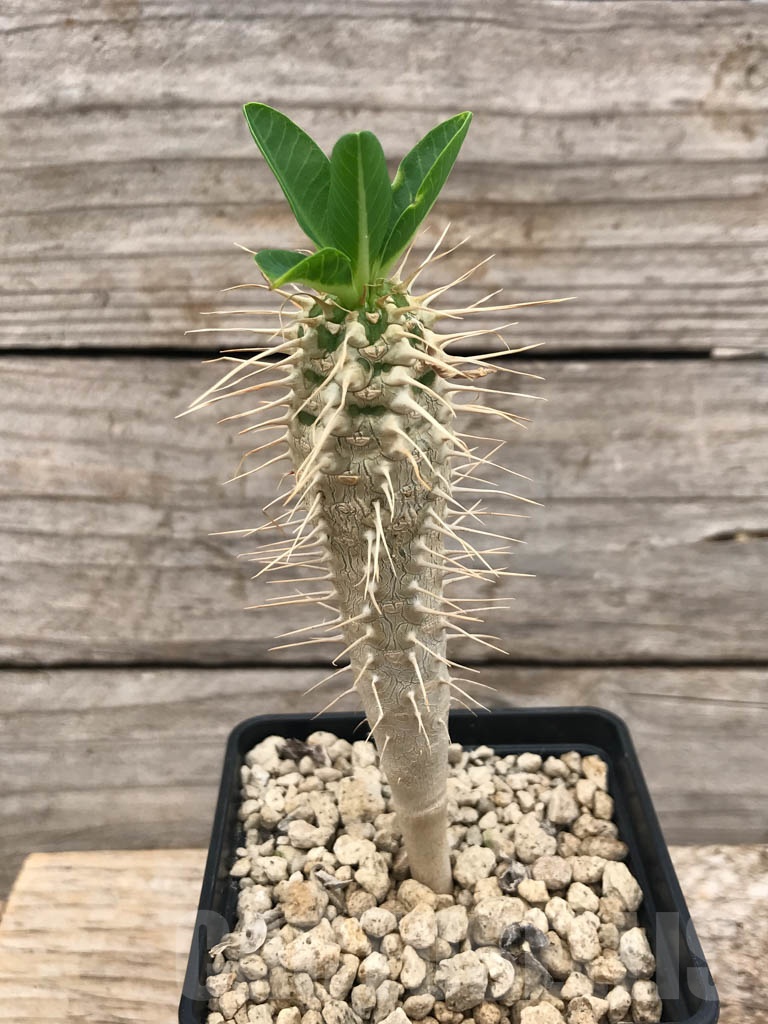 SHPR9896 Euphorbia guillauminiana - Obrázek 2