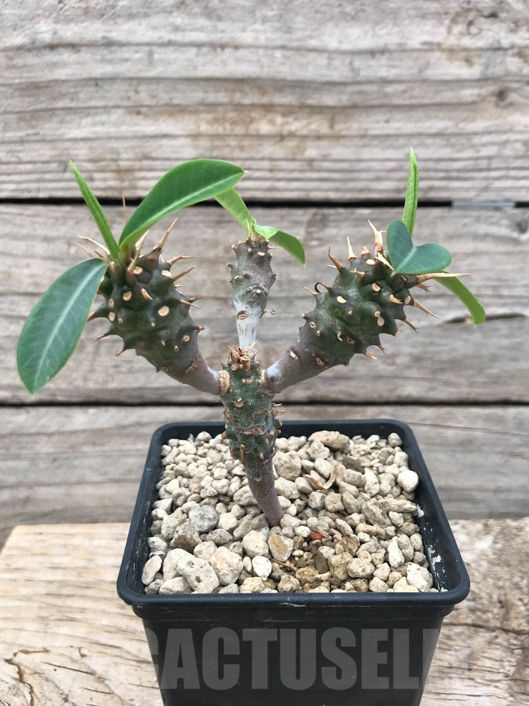 SHPR9898 Euphorbia viguieri var. capuroniana