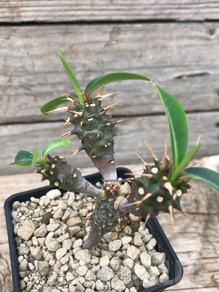 SHPR9898 Euphorbia viguieri var. capuroniana – Bild 2