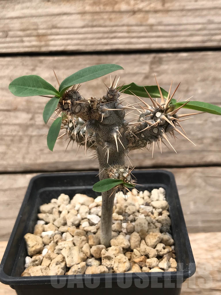 SHPR9899 Euphorbia didiereoides