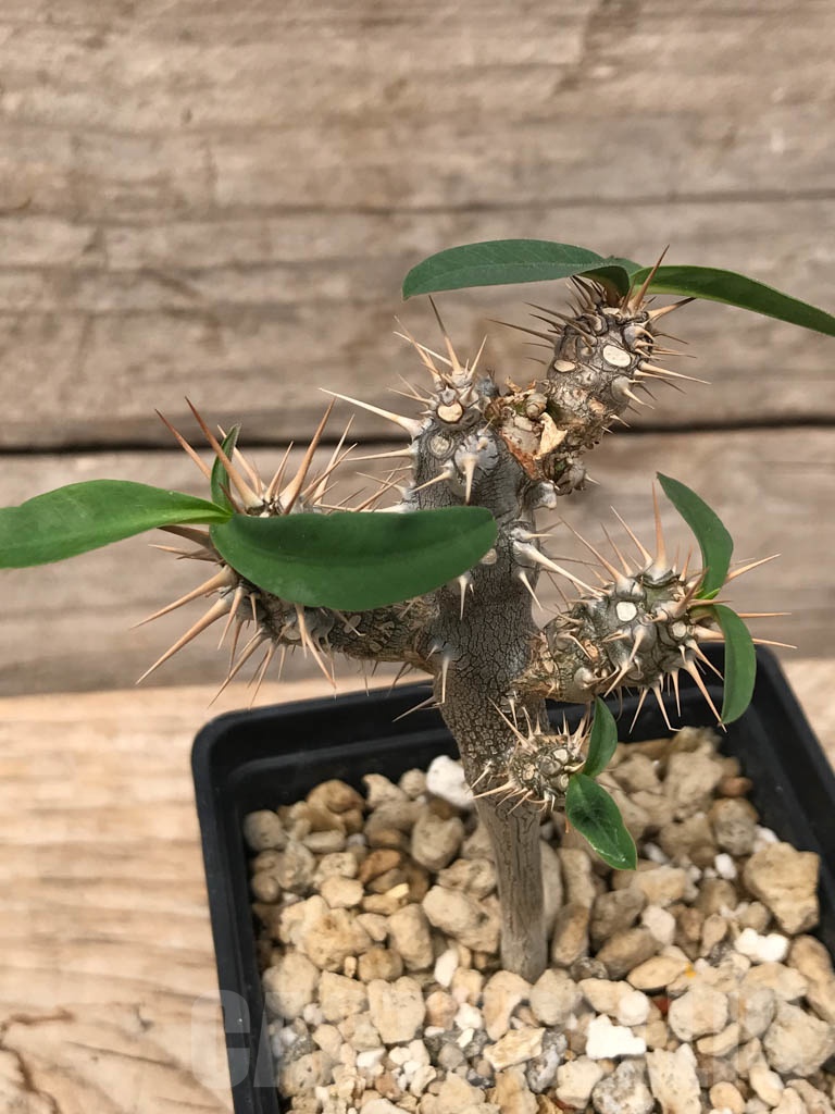 SHPR9899 Euphorbia didiereoides – Bild 2