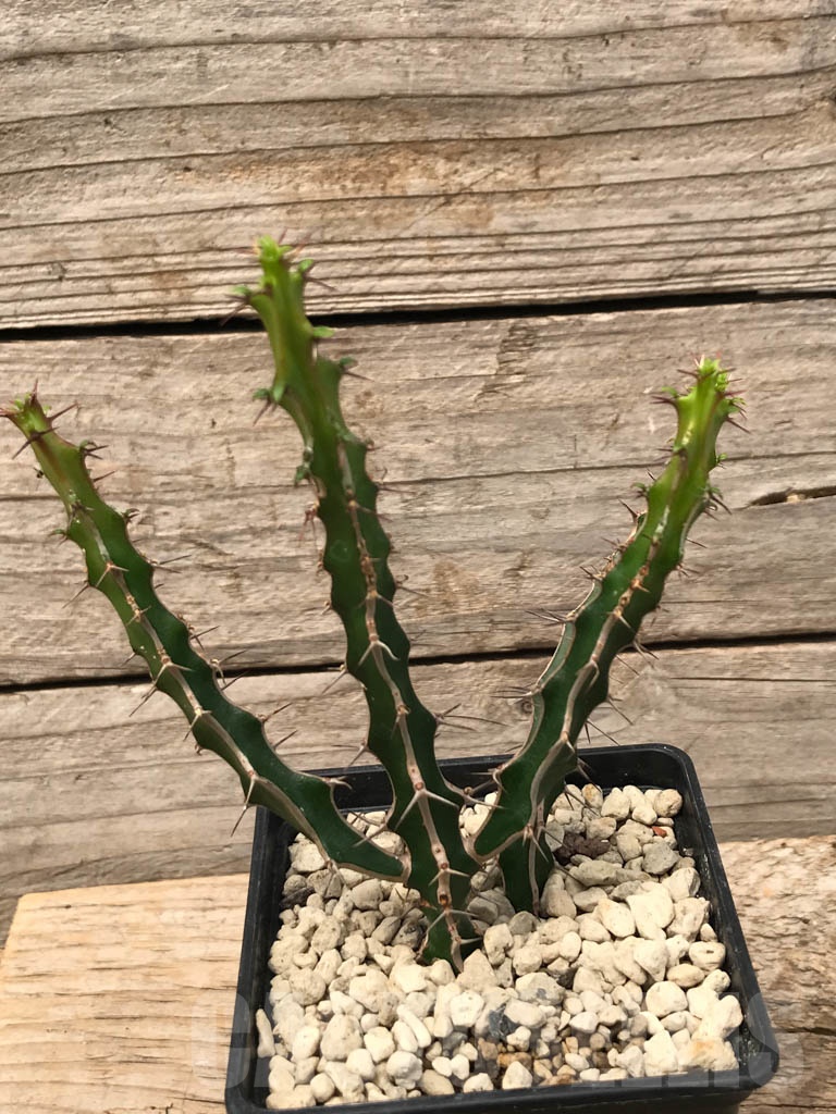 SHPR9900 Euphorbia griseola
