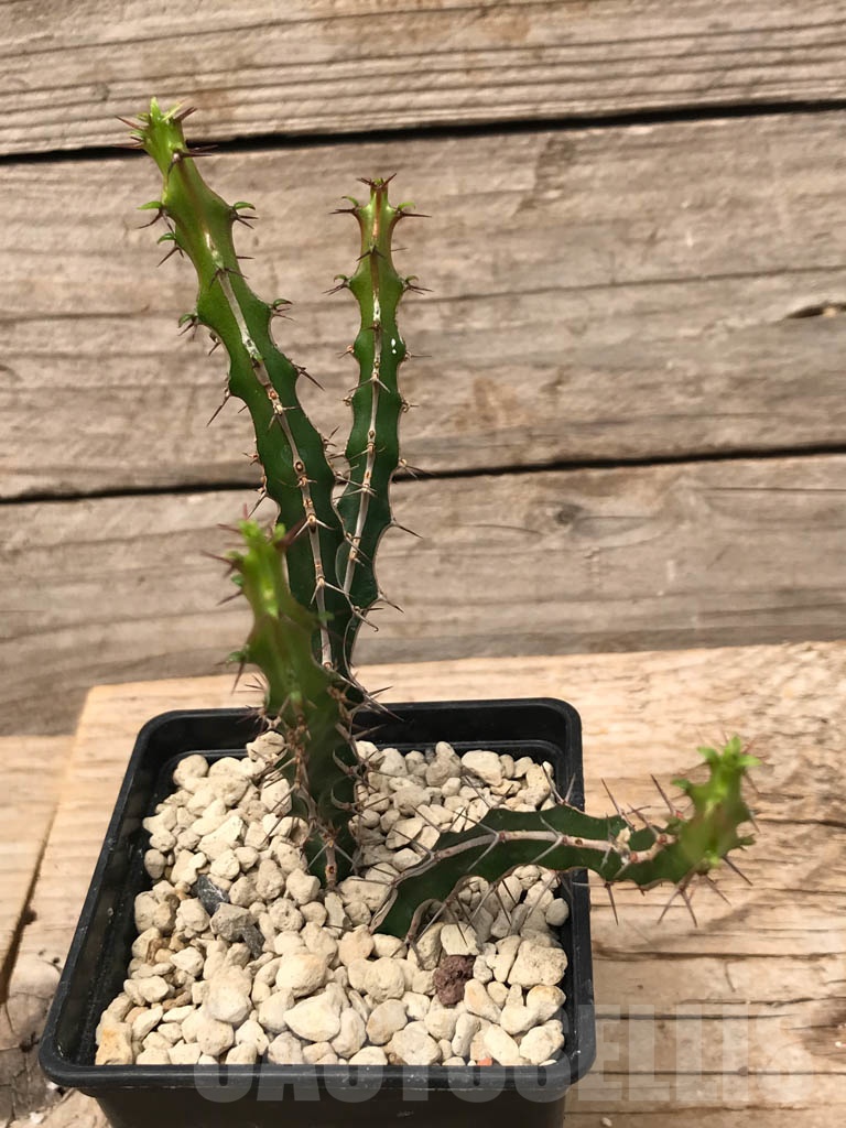 SHPR9900 Euphorbia griseola - Image 2