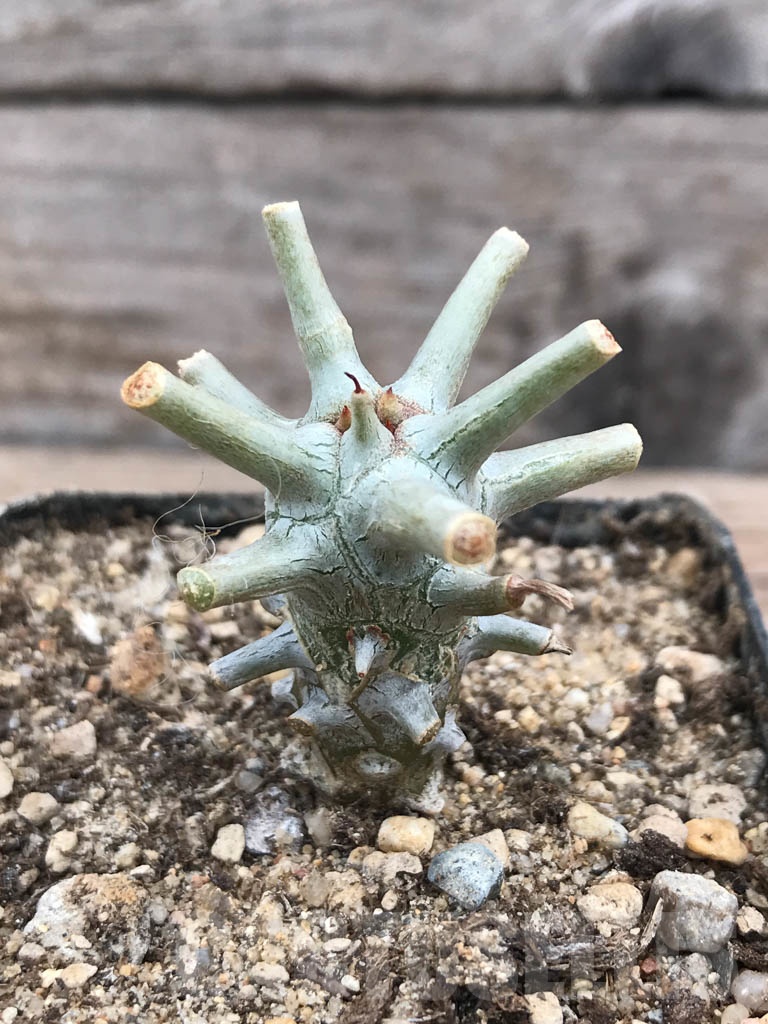 SHPR9904 Tylecodon wallichii -Grootdrift- - Image 2