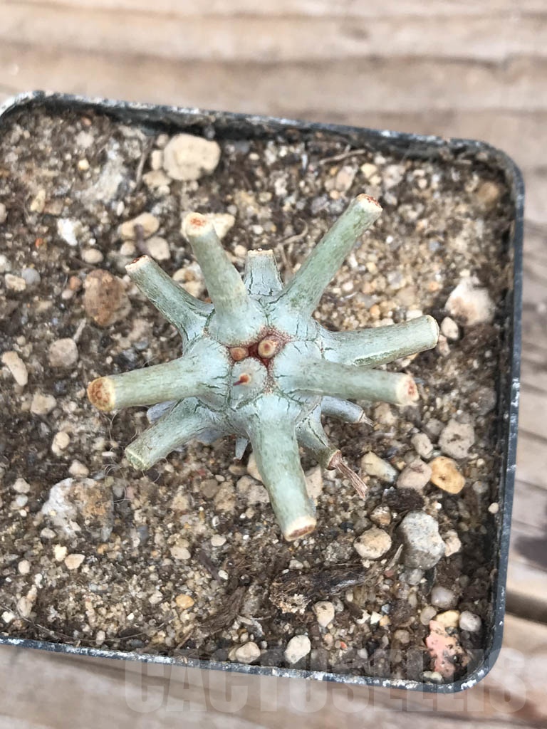 SHPR9904 Tylecodon wallichii -Grootdrift- - Image 3