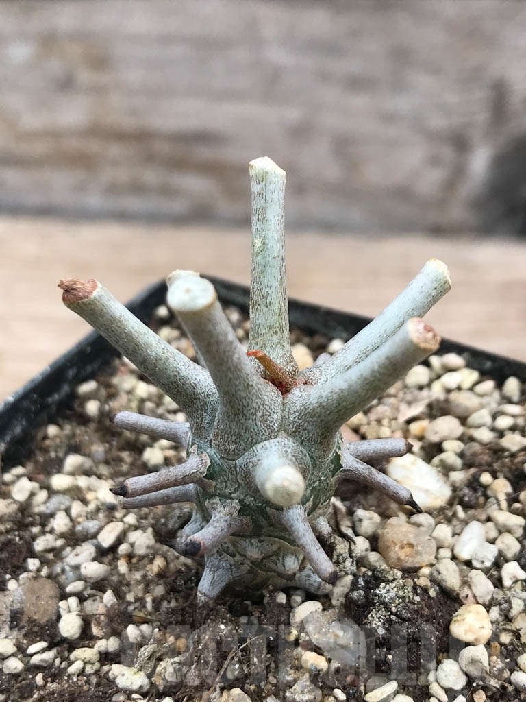 SHPR9904 Tylecodon wallichii -Grootdrift- - Image 4