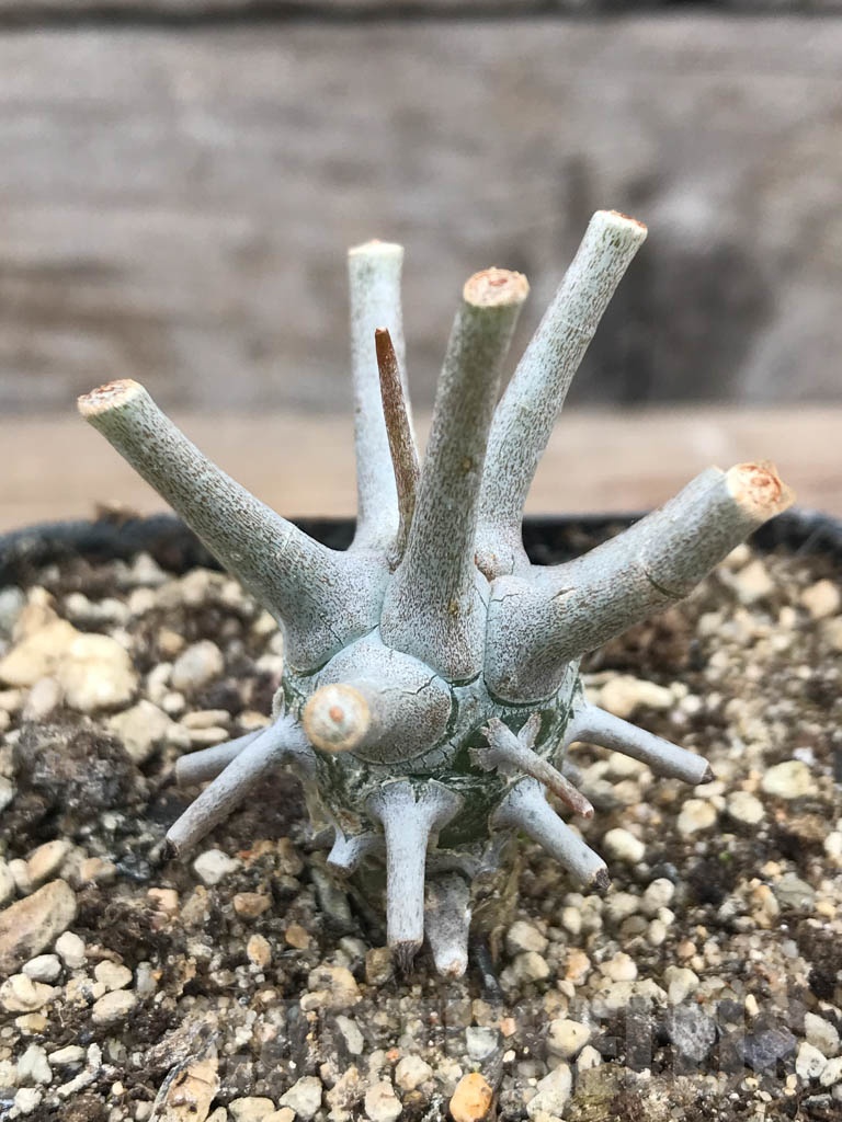 SHPR9904 Tylecodon wallichii -Grootdrift-