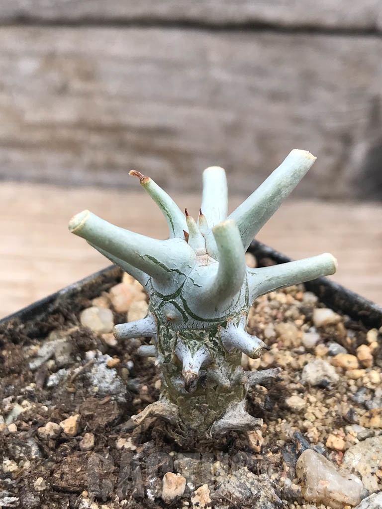 SHPR9904 Tylecodon wallichii -Grootdrift- - Image 5