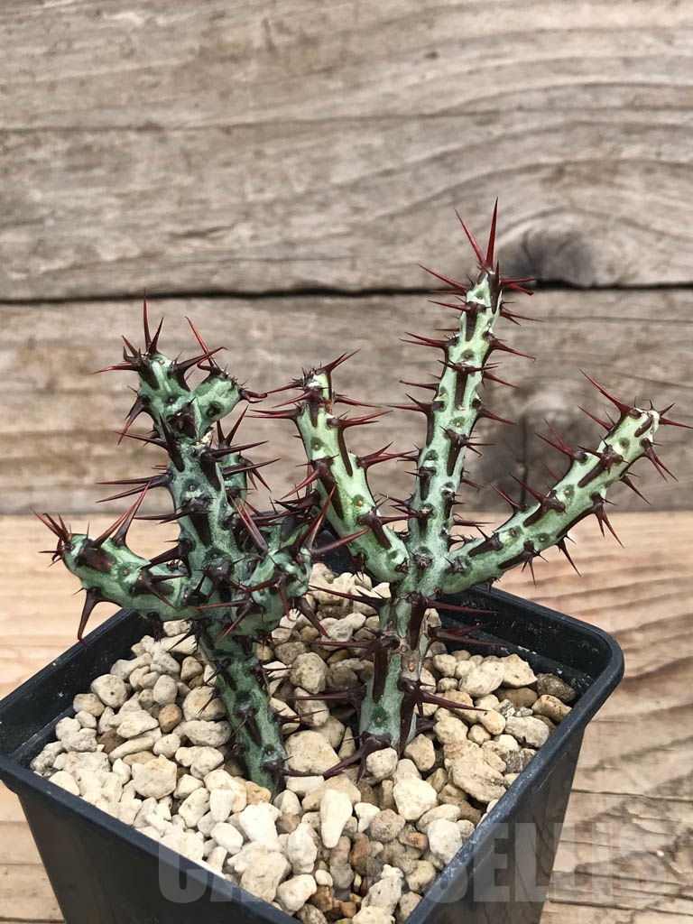 SHPR9905 Euphorbia aeruginosa typ 3