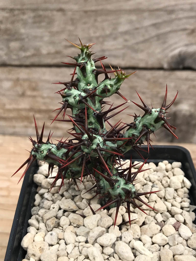 SHPR9905 Euphorbia aeruginosa typ 3 - Image 2