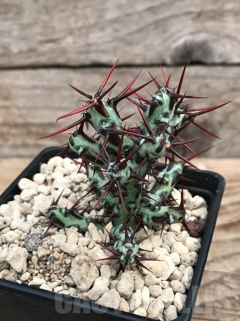 SHPR9905 Euphorbia aeruginosa typ 3 - Image 3