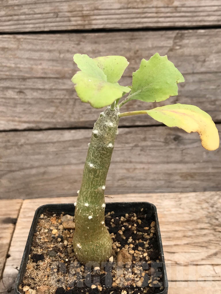 SHPR9907 Othonna triplinervia - Зображення 2