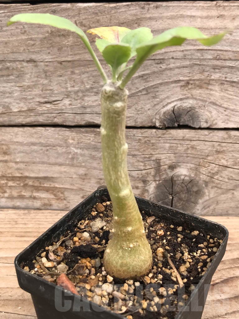 SHPR9907 Othonna triplinervia - Зображення 3