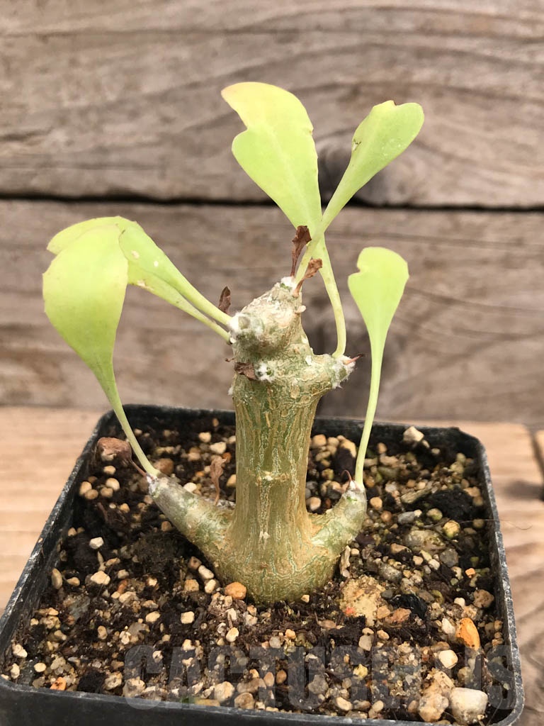 SHPR9907 Othonna triplinervia