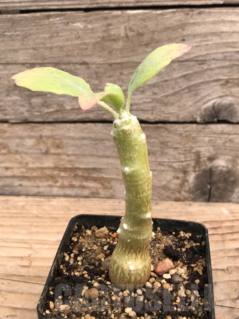 SHPR9907 Othonna triplinervia - Зображення 4