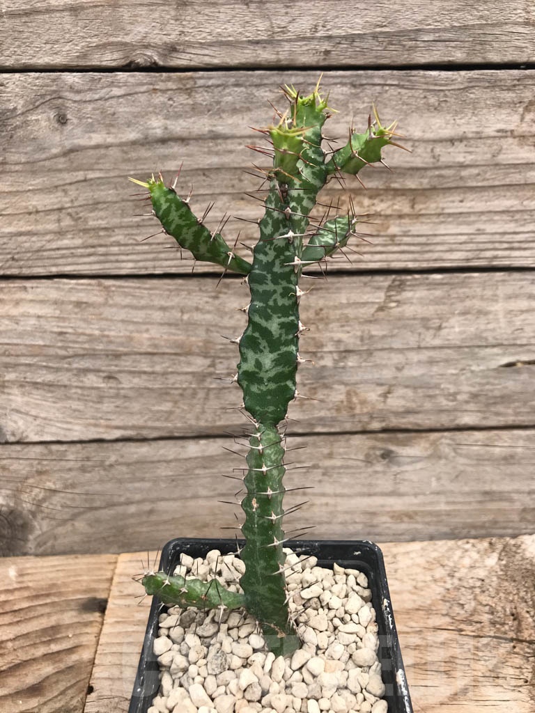 SHPR9911 Euphorbia evansii
