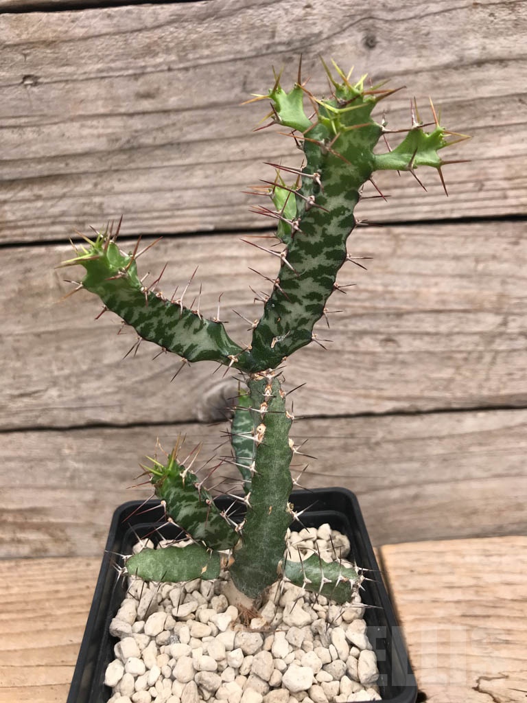 SHPR9911 Euphorbia evansii - Image 2