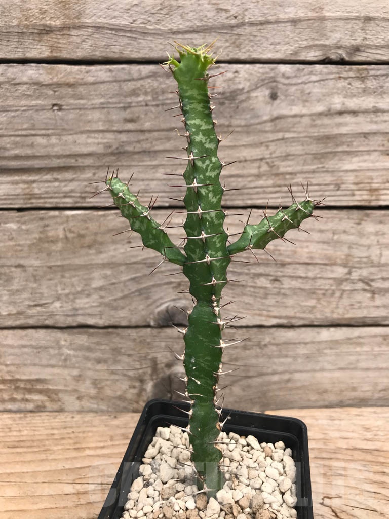 SHPR9911 Euphorbia evansii - Image 3