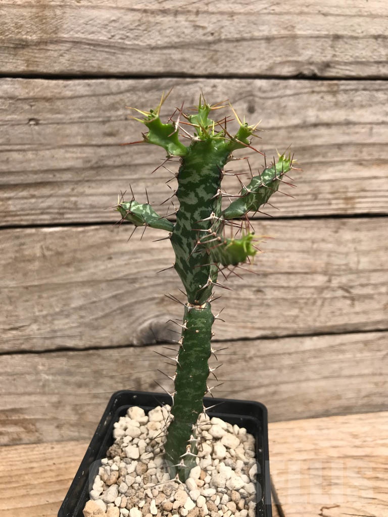 SHPR9911 Euphorbia evansii - Image 4