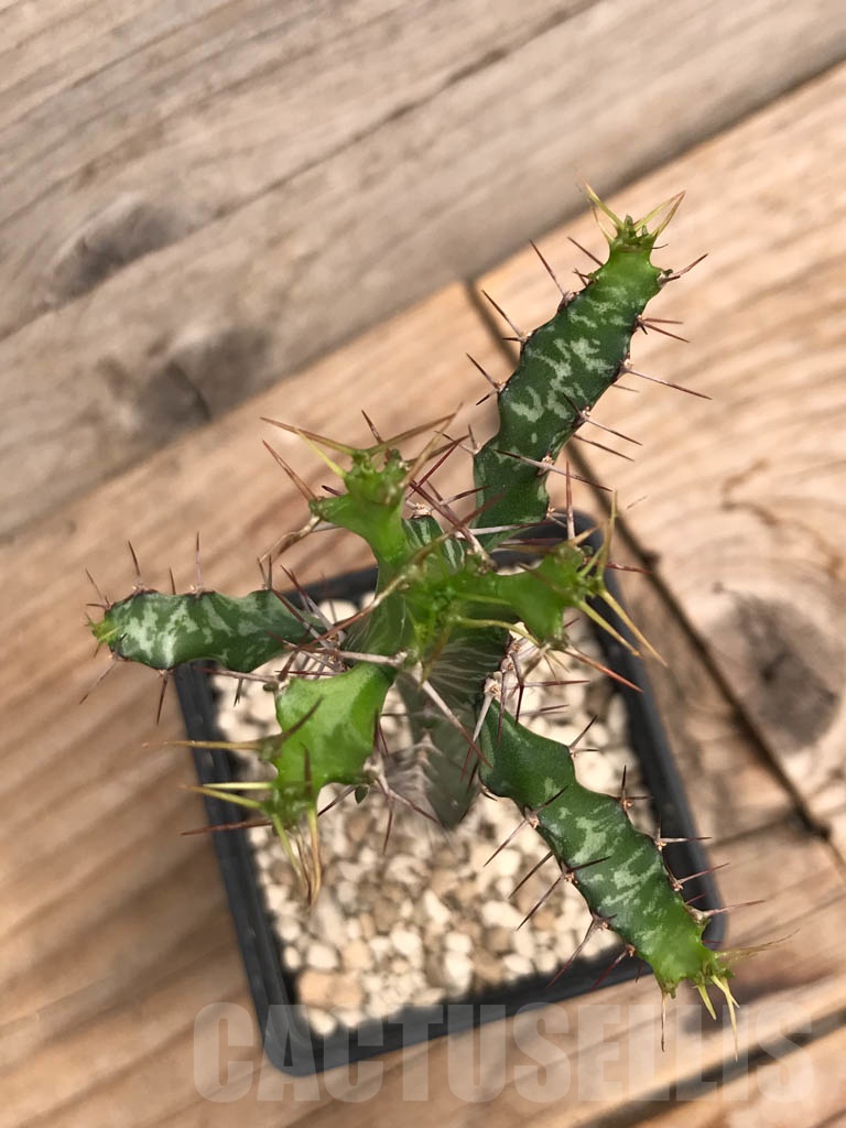 SHPR9911 Euphorbia evansii - Image 5