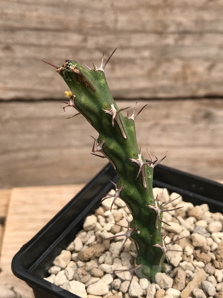 SHPR9912 Euphorbia petricola - Obrázek 2