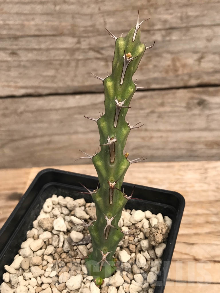 SHPR9912 Euphorbia petricola