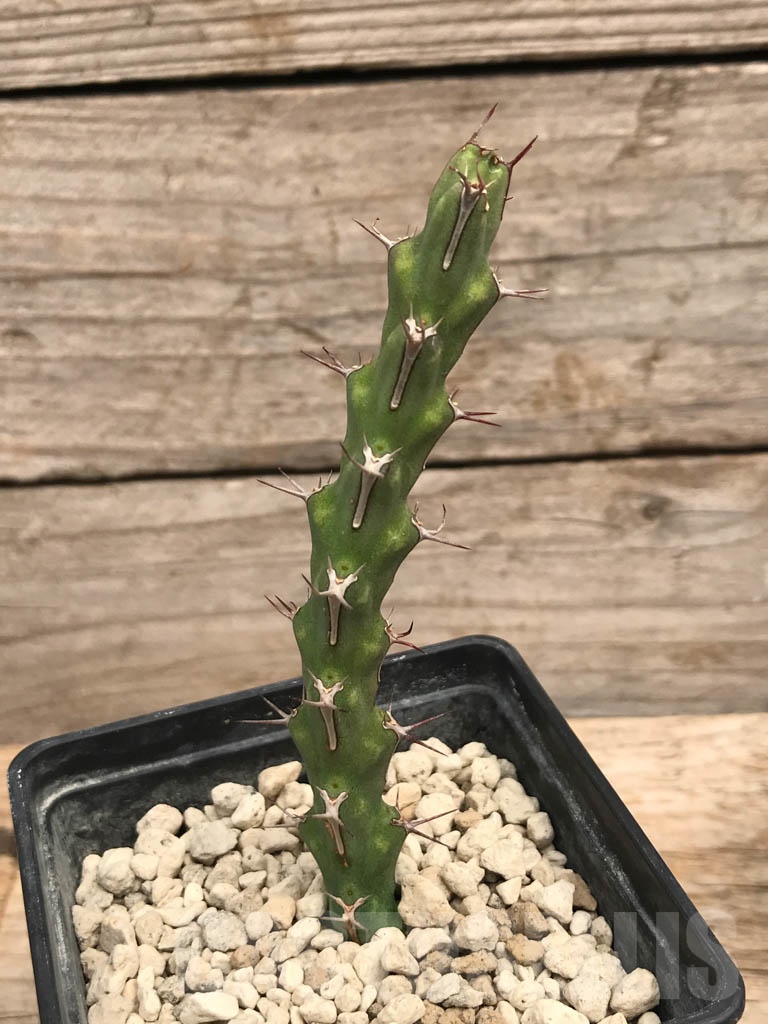 SHPR9912 Euphorbia petricola - Obrázek 3