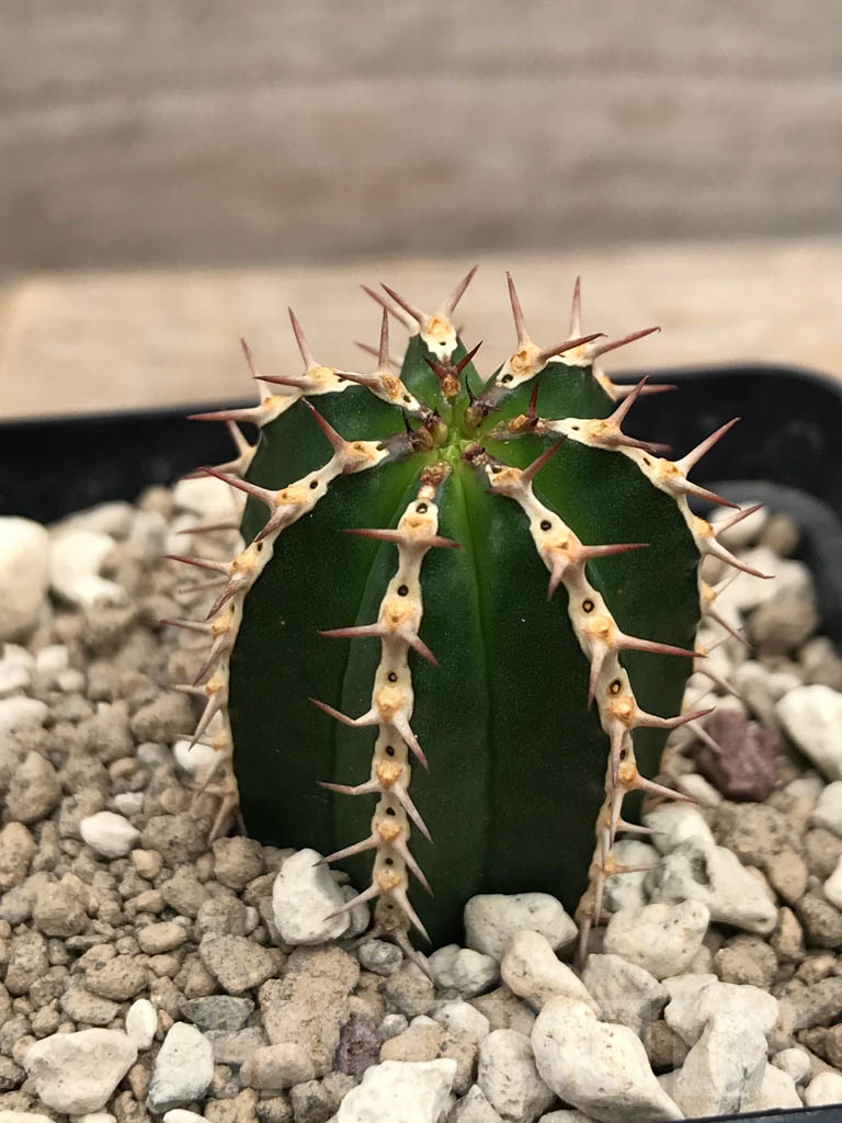 SHPR9913 Euphorbia echinus - Image 2