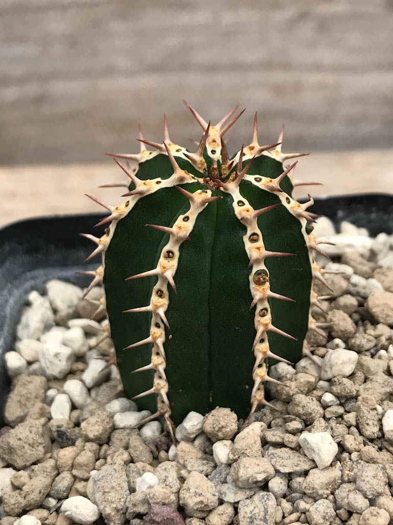 SHPR9913 Euphorbia echinus - Image 3