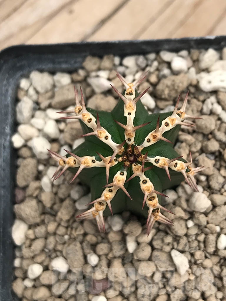 SHPR9913 Euphorbia echinus - Image 4