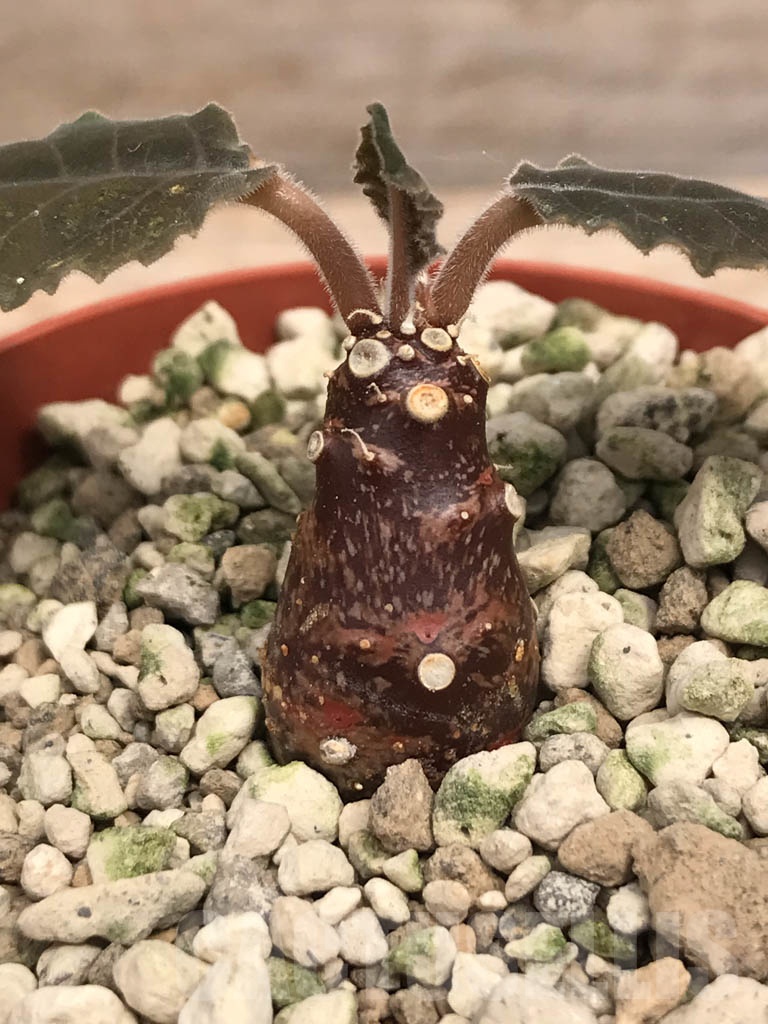 SHPR9915 Dorstenia crispa - Кактус онлайн